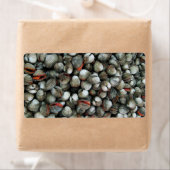 Muscheln des Blutcockle (Insitu)