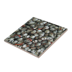 Muscheln des Blutcockle Fliese