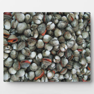 Muscheln des Blutcockle Fotoplatte
