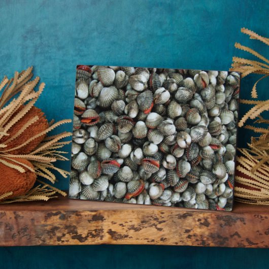 Muscheln des Blutcockle Fotoplatte (Seite)