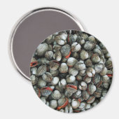 Muscheln des Blutcockle Magnet (Vorderseite/Rückseite)