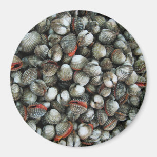 Muscheln des Blutcockle Magnet