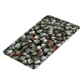 Muscheln des Blutcockle Magnet (Linke Seite)