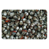 Muscheln des Blutcockle Magnet (Horizontal)