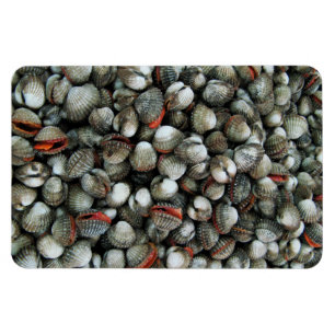 Muscheln des Blutcockle Magnet