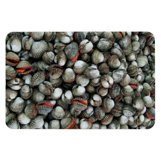 Muscheln des Blutcockle Magnet (Horizontal)