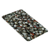 Muscheln des Blutcockle Magnet (Rechte Seite)