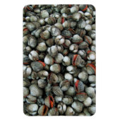 Muscheln des Blutcockle Magnet (Vertikal)