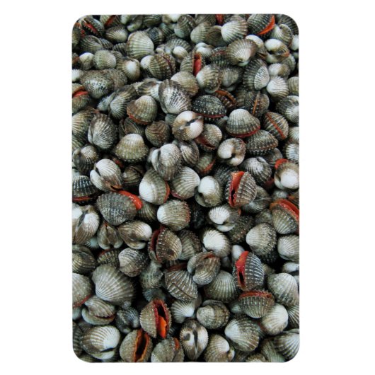 Muscheln des Blutcockle Magnet (Vertikal)