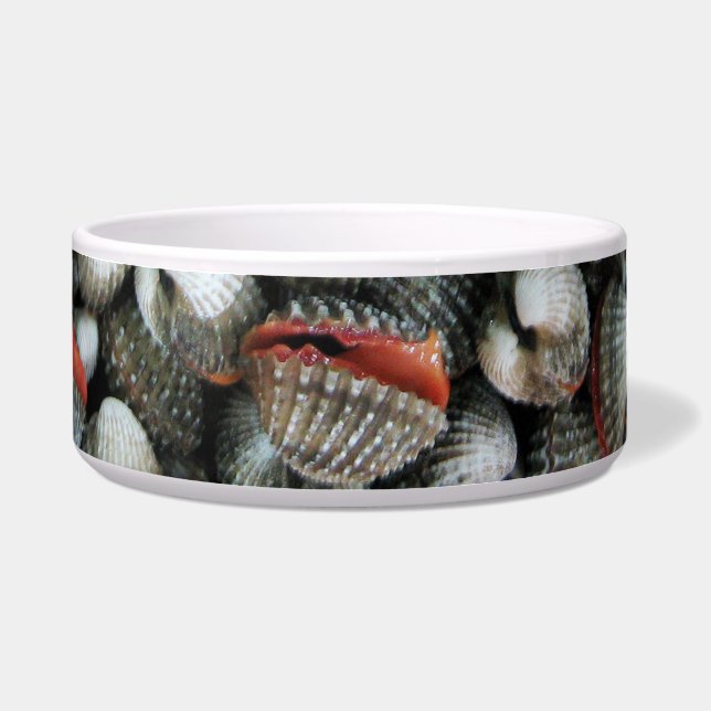 Muscheln des Blutcockle Napf (Vorderseite)