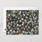Muscheln des Blutcockle Postkarte (Vorne/Hinten)