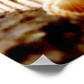 Muscheln direkt am Meer. Drucken Poster (Ecke)