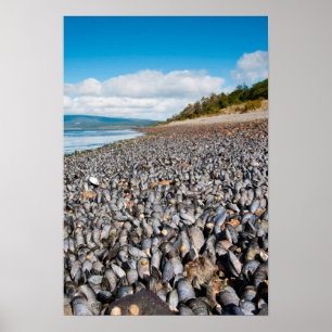 Muscheln entlang der Küste in Patagonien, Argentin Poster