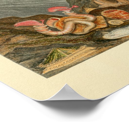 Muscheln - Farbtöne Poster (Ecke)