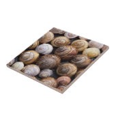 Muscheln Fliese (Seite)