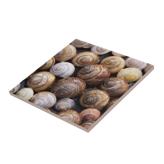 Muscheln Fliese (Seite)