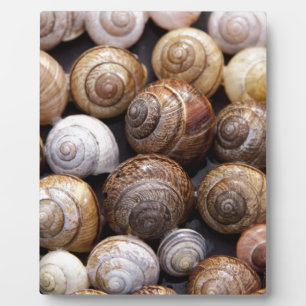 Muscheln Fotoplatte