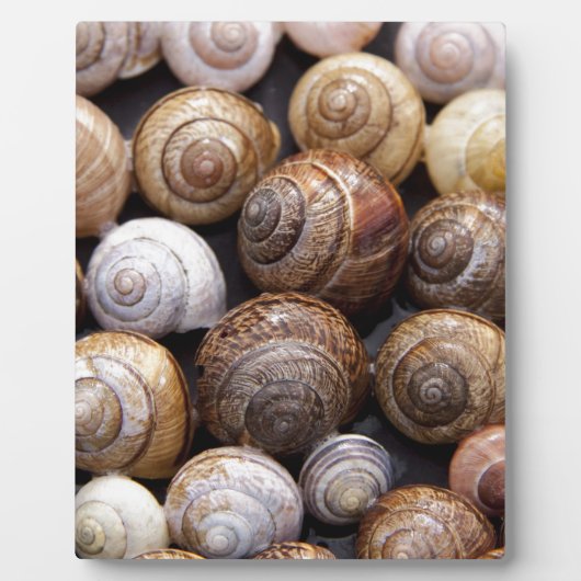 Muscheln Fotoplatte (Vorderseite)