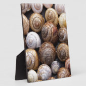 Muscheln Fotoplatte (Seite)