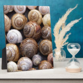 Muscheln Fotoplatte (Seite)