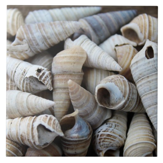 Muscheln für Küchengeräte Fliese (Vorderseite)