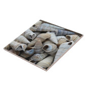 Muscheln für Küchengeräte Fliese (Seite)