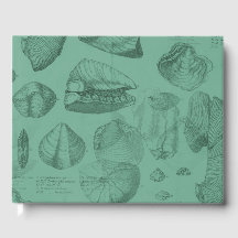 Muscheln grüne Stuhlensammlung