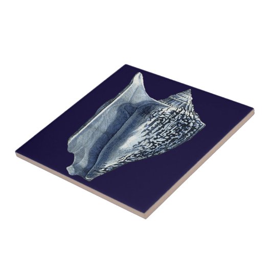 MUSCHELN I FLIESE (Seite)