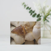 MUSCHELN II POSTKARTE (Stehend Vorderseite)