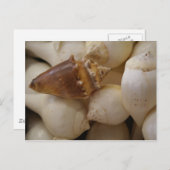 MUSCHELN II POSTKARTE (Vorne/Hinten)