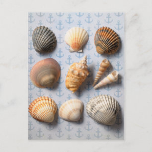 Muscheln im Hintergrund Postkarte