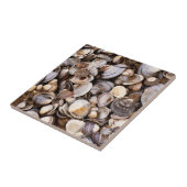Muscheln im Mud Fliese (Seite)