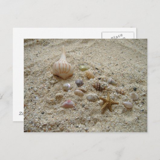 Muscheln im Sand Postkarte (Vorne/Hinten)