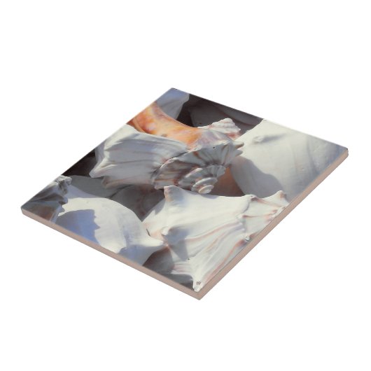 Muscheln in Sonnenlicht und Schatten Fliese (Seite)