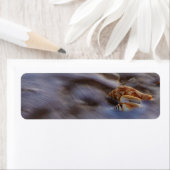 Muscheln in Surf-Rücksendeadressen-Aufklebern (Insitu)