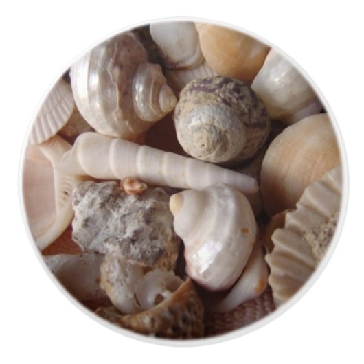 Muscheln, Kamm-Muscheln, Muscheln, Scallops Keramikknauf (Vorderseite)