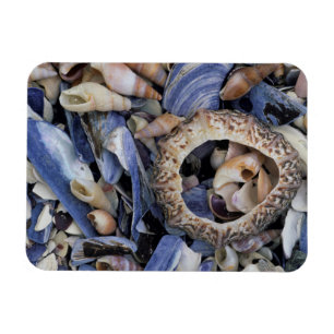 Muscheln, Kapstadt, Western Kap Magnet