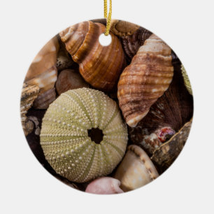 Muscheln Keramik Ornament