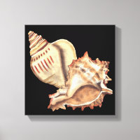 Muscheln