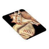 Muscheln Magnet (Rechte Seite)