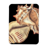 Muscheln Magnet (Vertikal)