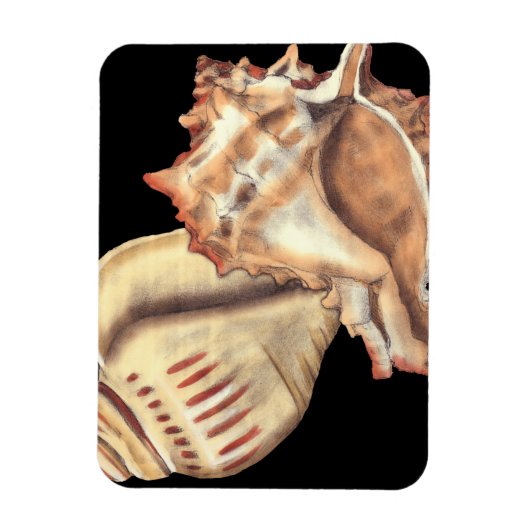 Muscheln Magnet (Vertikal)