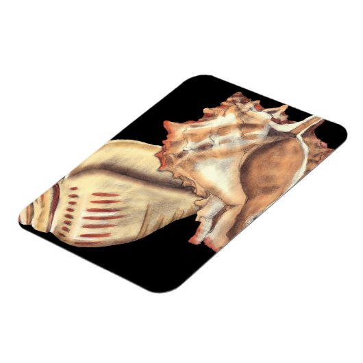 Muscheln Magnet (Linke Seite)