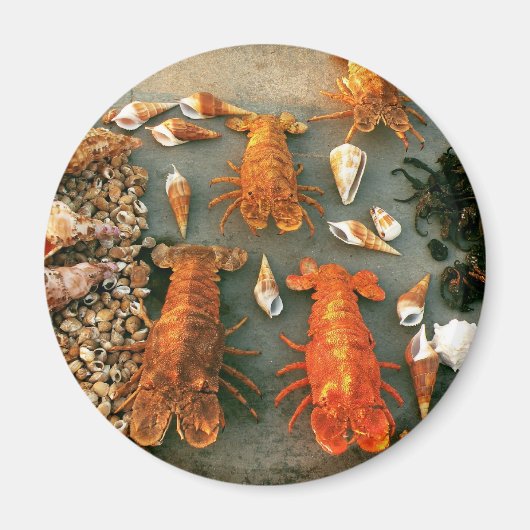 Muscheln Magnet (Vorne)