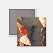 Muscheln Magnet (Vorderseite/Rückseite)