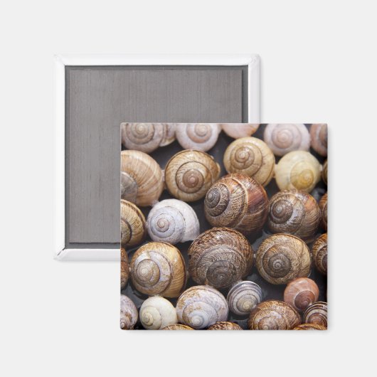 Muscheln Magnet (Vorderseite/Rückseite)