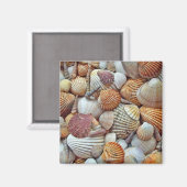 Muscheln Magnet (Vorderseite/Rückseite)