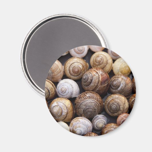 Muscheln Magnet (Vorderseite/Rückseite)