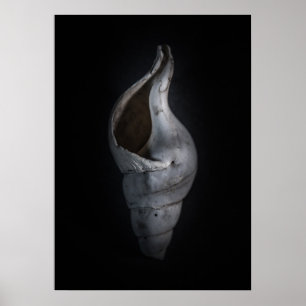 Muscheln Nr. 4 Farbversion Poster