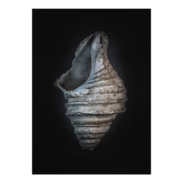 Muscheln Nr. 6 Farbversion Fotodruck